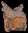 Spinosaurus Caudal (Tail) Vertebrae - Kem Kem Beds #50967-2